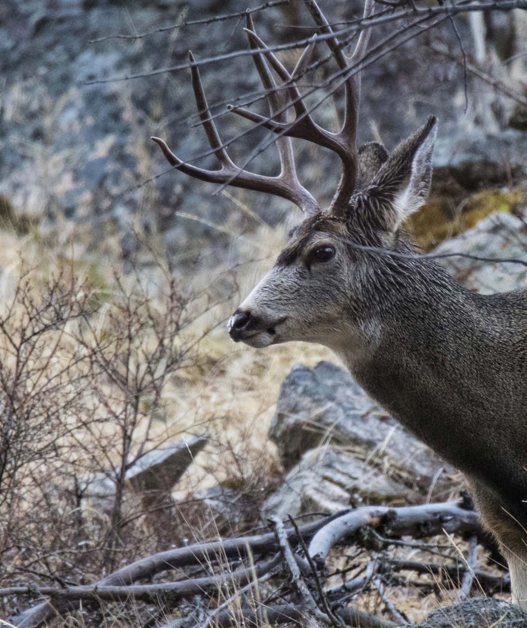 American Outdoor Guide: Boundless Preview Pages