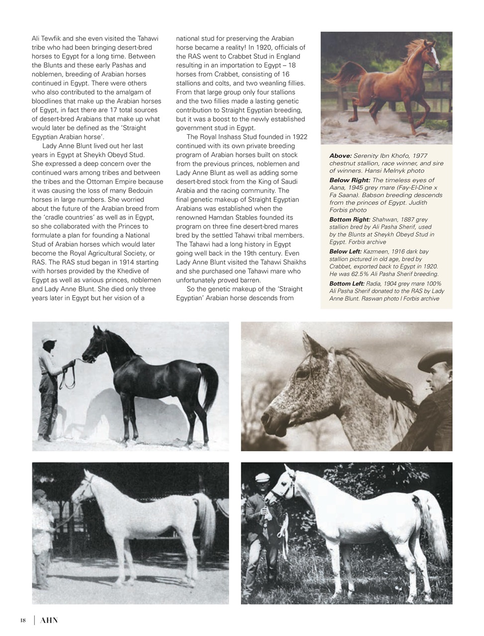 Australian Arabian Horse News Preview Pages