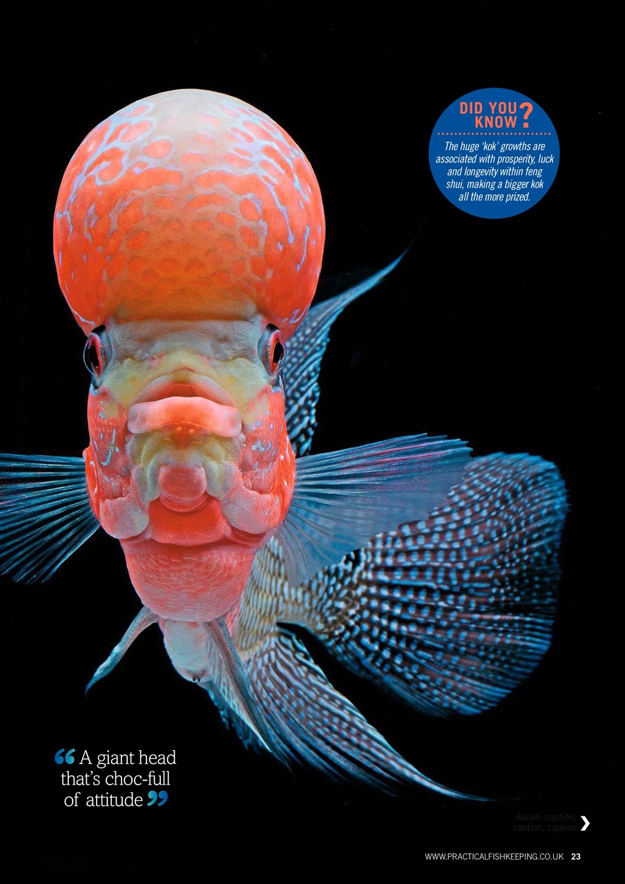 Practical Fishkeeping Preview Pages