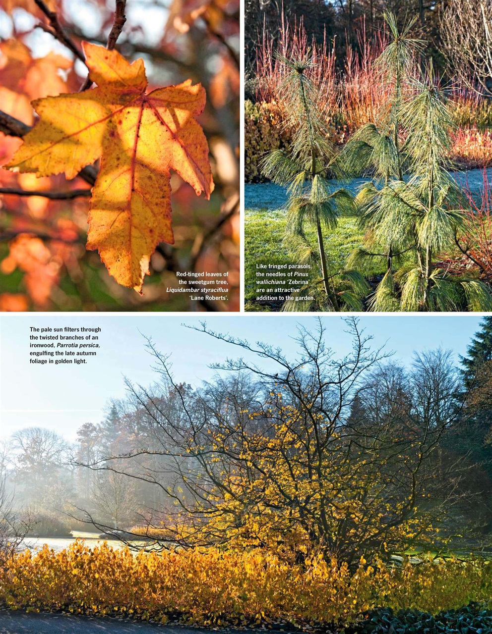 LandScape Preview Pages