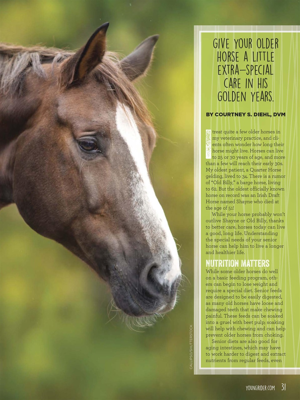 Young Rider Magazine Preview Pages