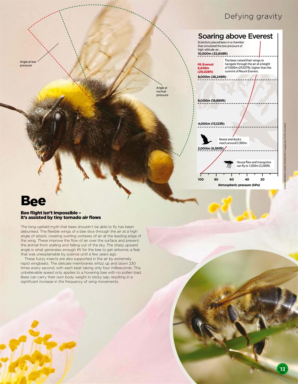 World of Animals Preview Pages