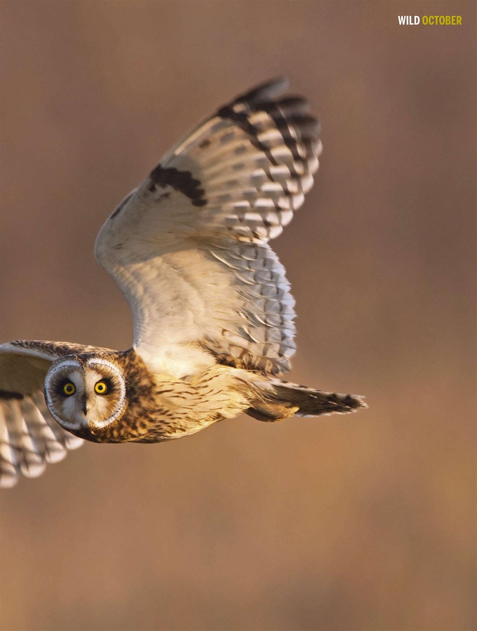 BBC Wildlife Magazine Preview Pages