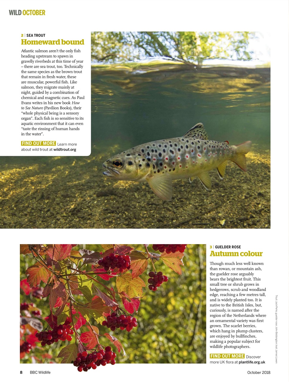 BBC Wildlife Magazine Preview Pages