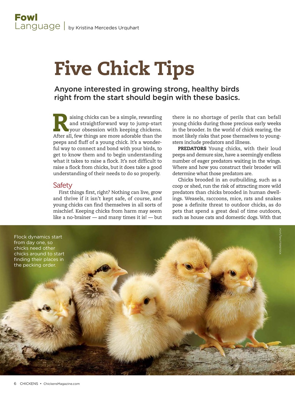 Chickens Magazine Preview Pages