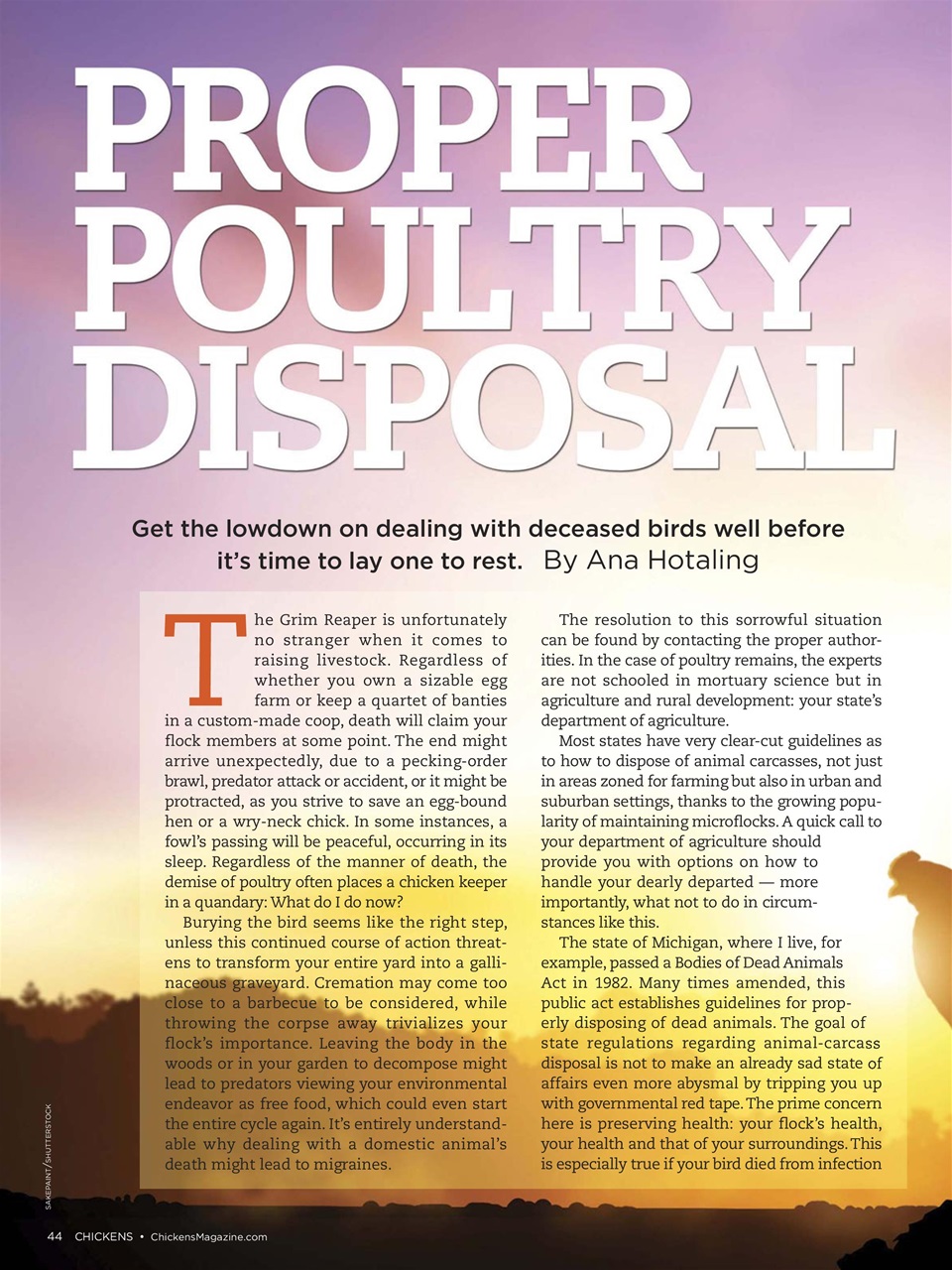 Chickens Magazine Preview Pages