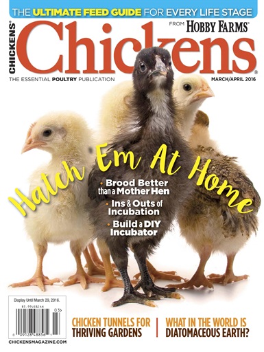 Chickens Magazine issue 