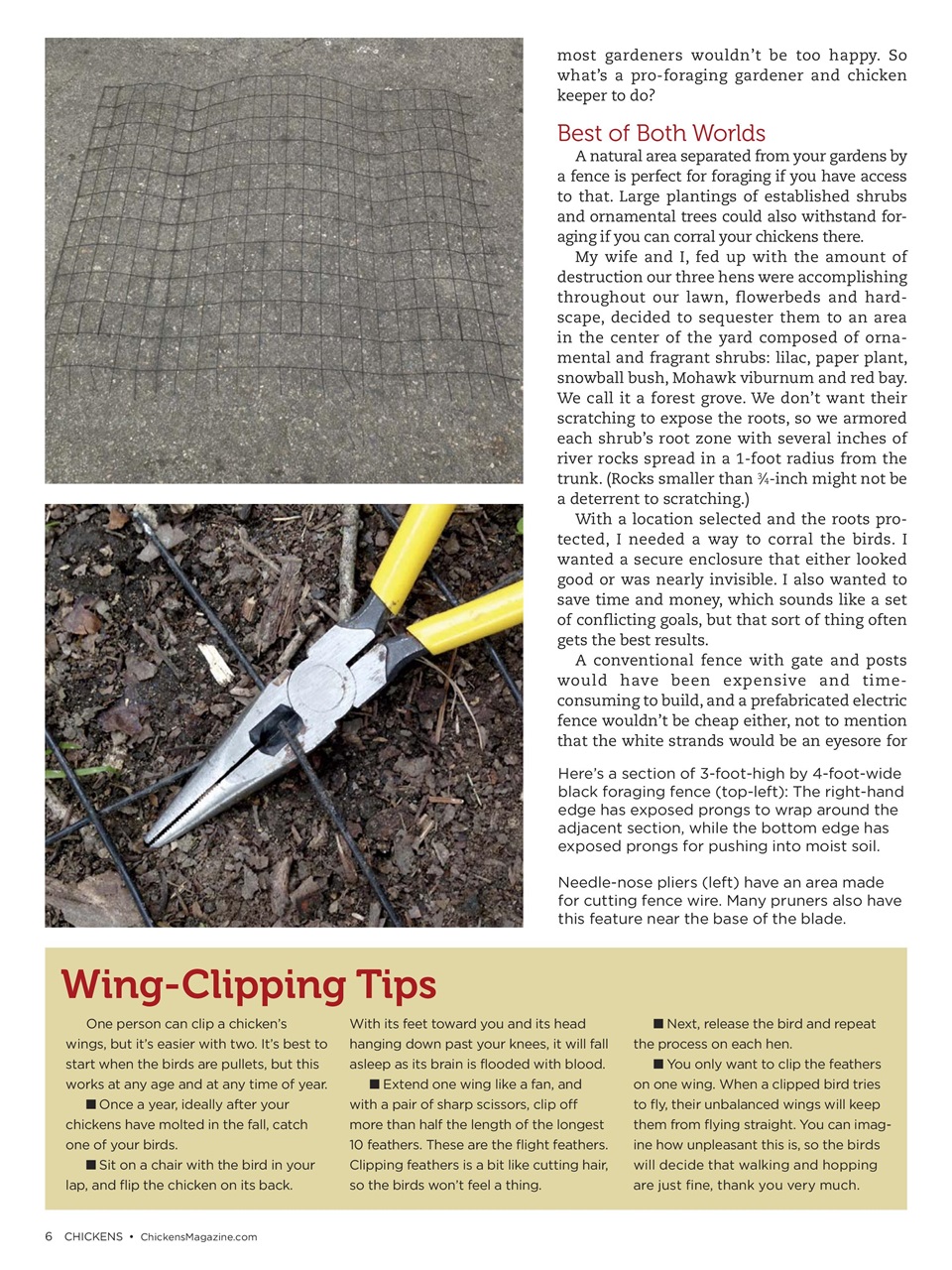 Chickens Magazine Preview Pages