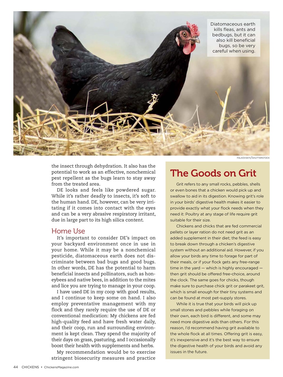 Chickens Magazine Preview Pages