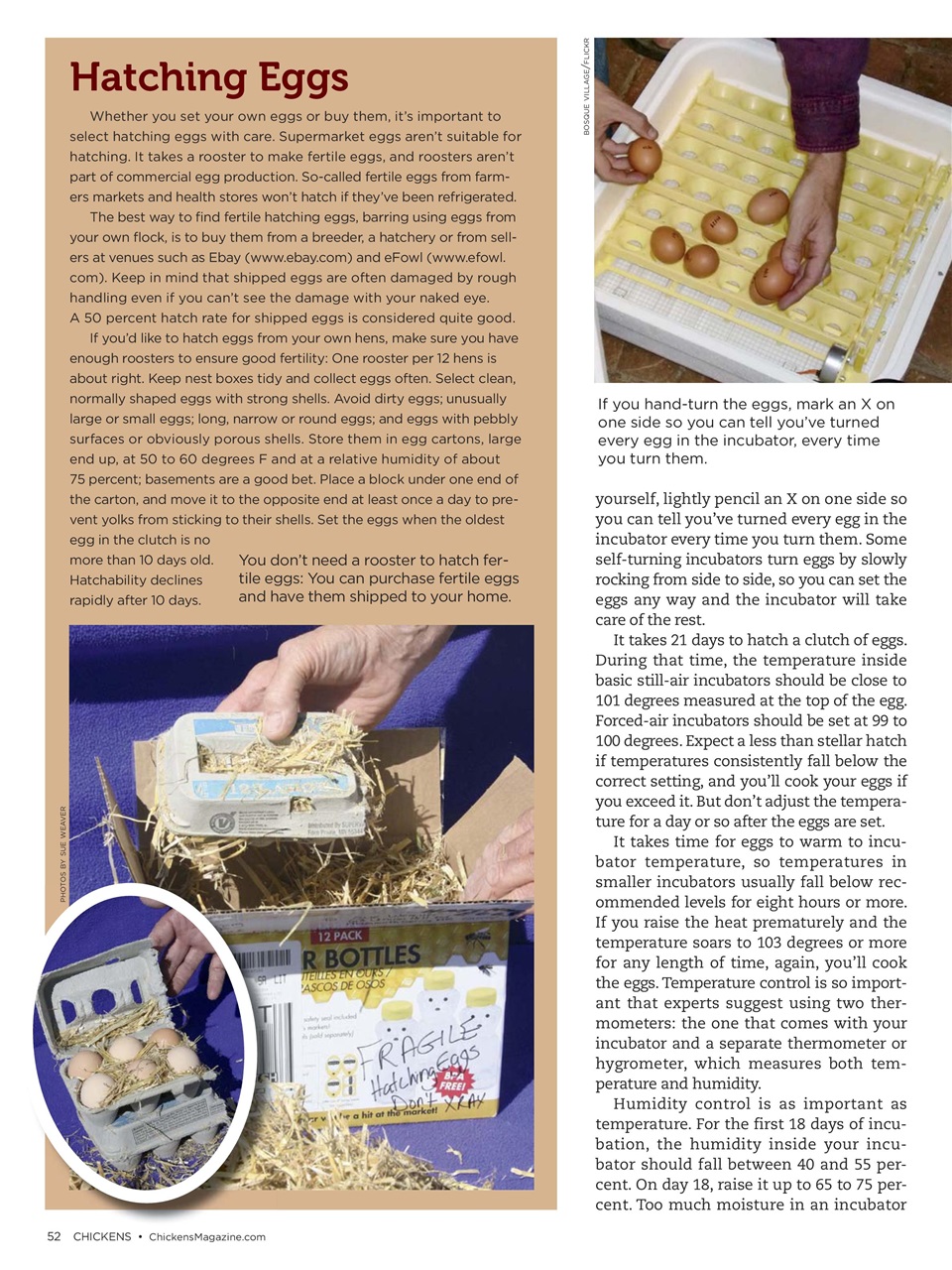 Chickens Magazine Preview Pages