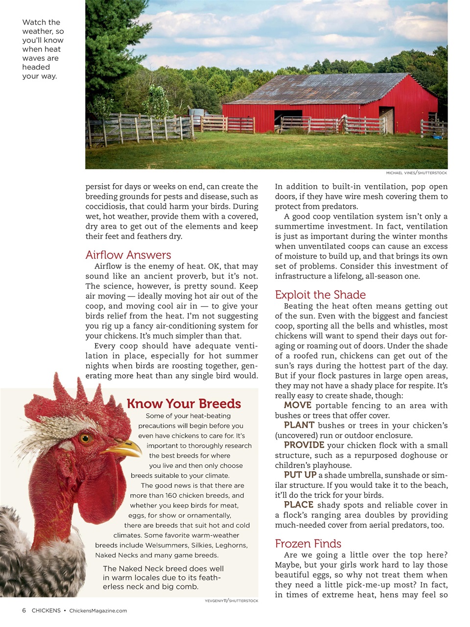Chickens Magazine Preview Pages