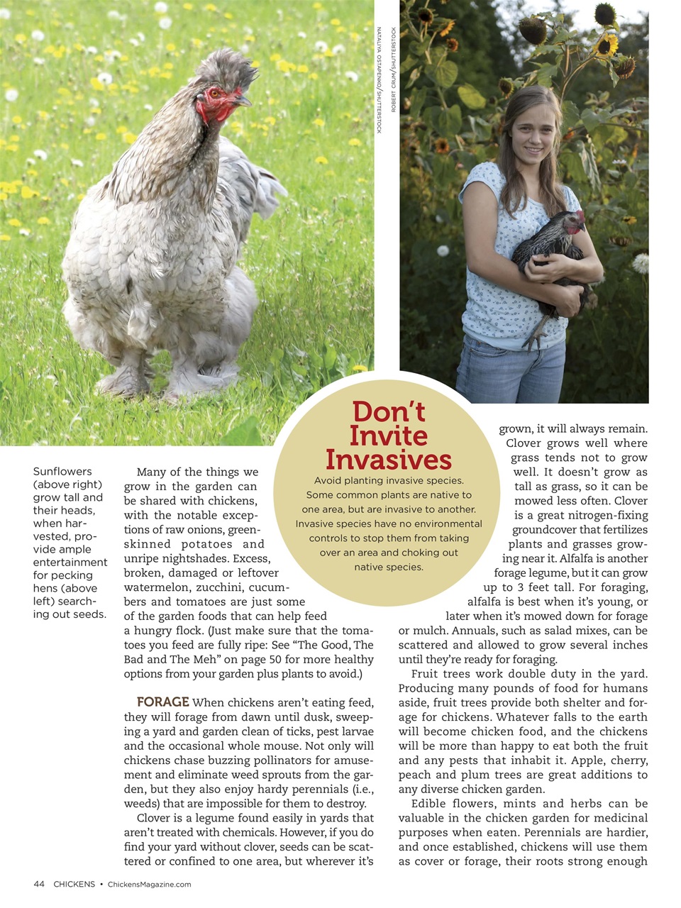 Chickens Magazine Preview Pages