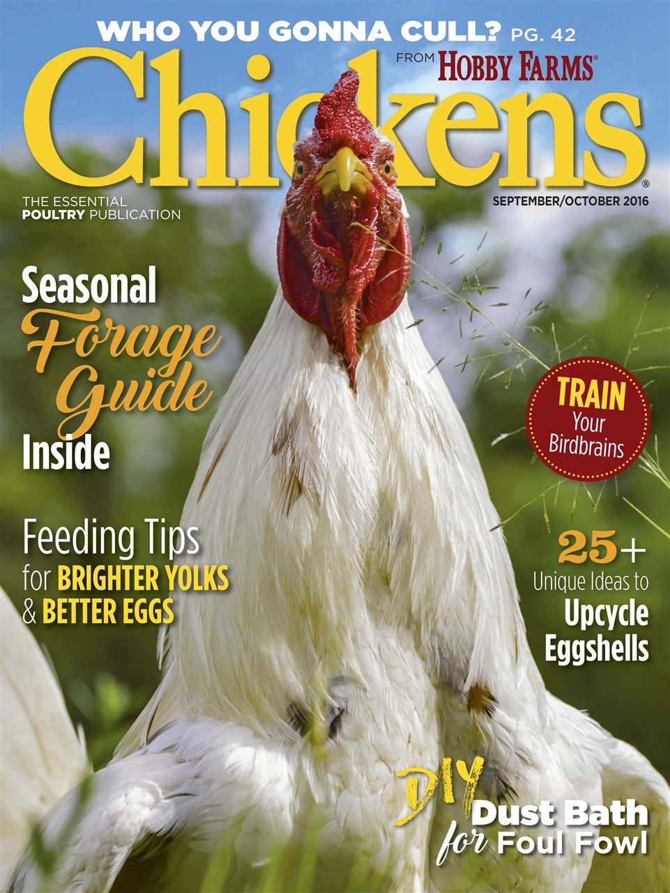 Chickens Magazine Preview Pages