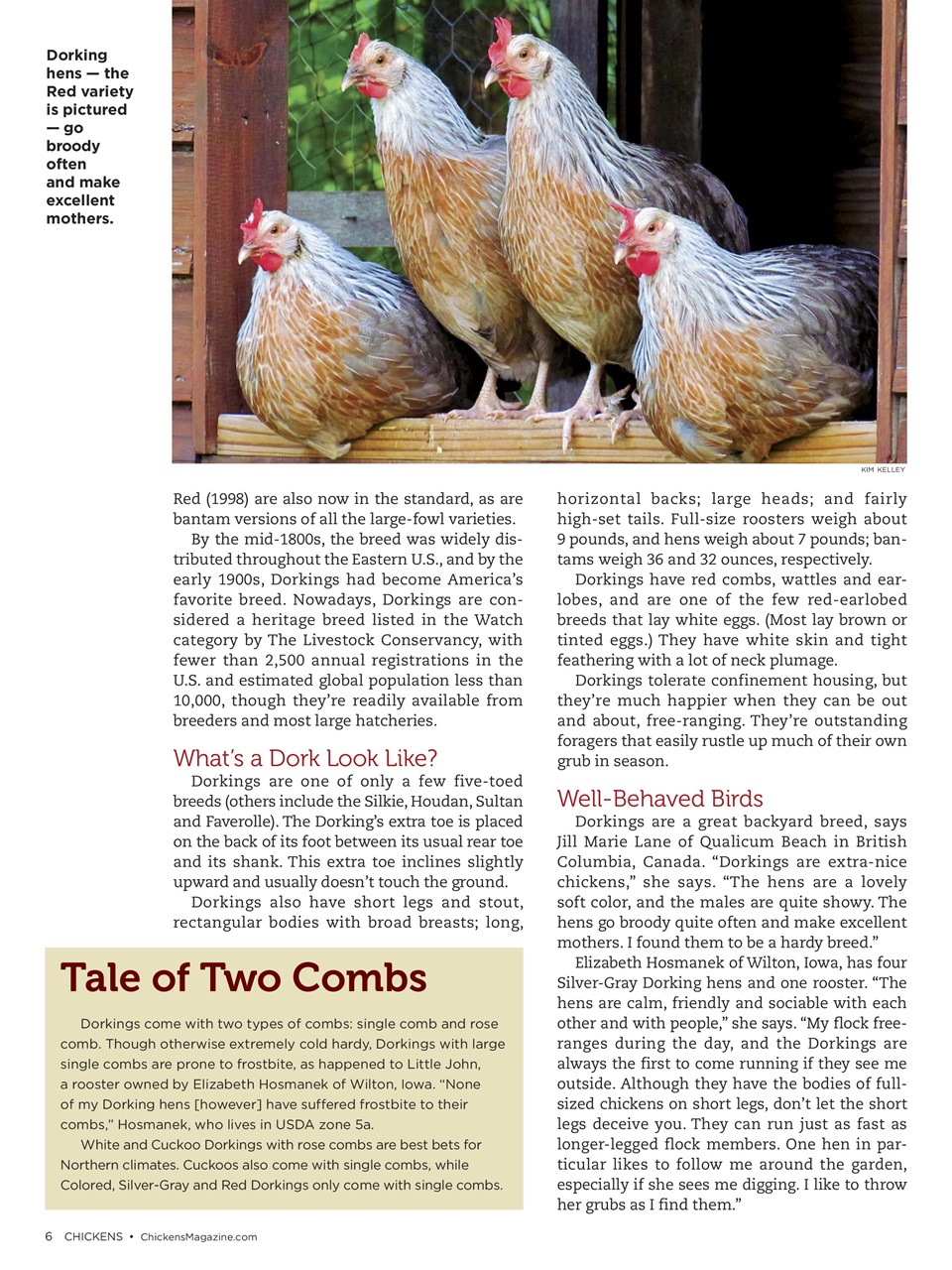 Chickens Magazine Preview Pages