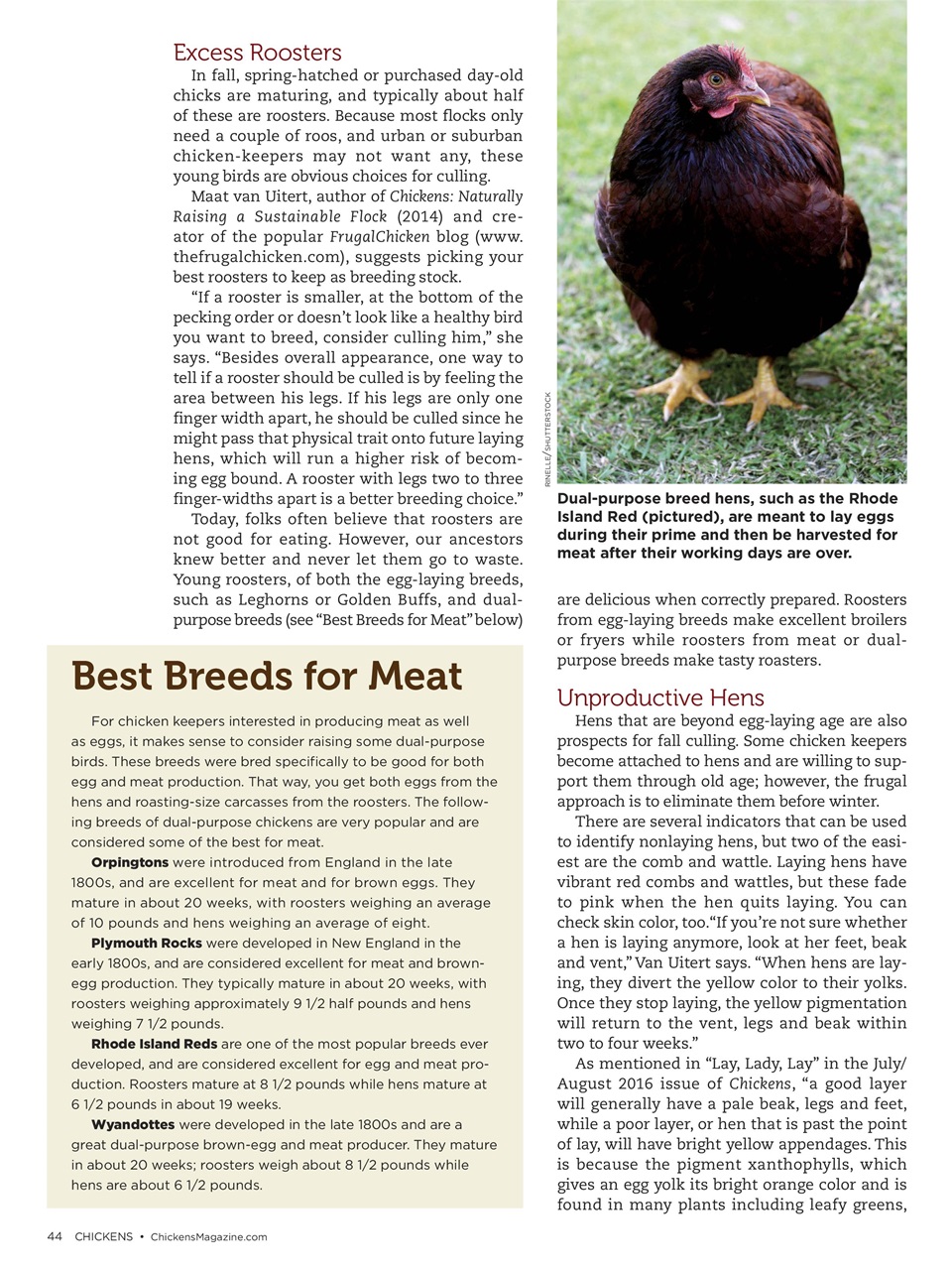 Chickens Magazine Preview Pages
