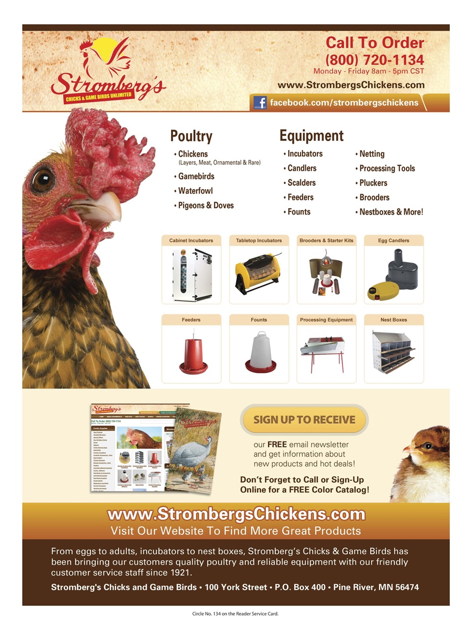 Chickens Magazine Preview Pages