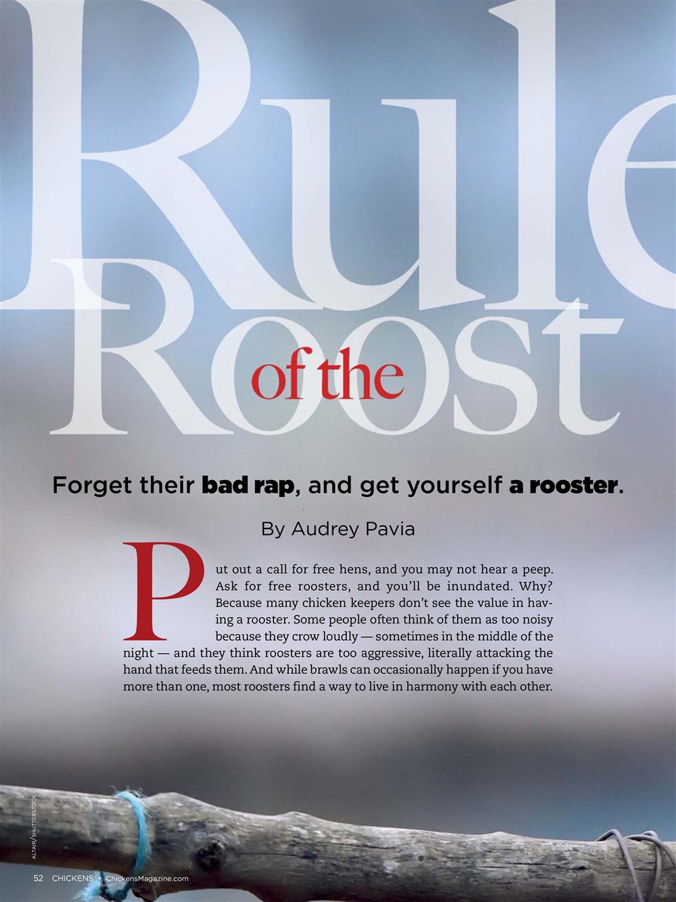 Chickens Magazine Preview Pages