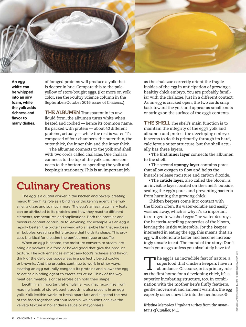 Chickens Magazine Preview Pages