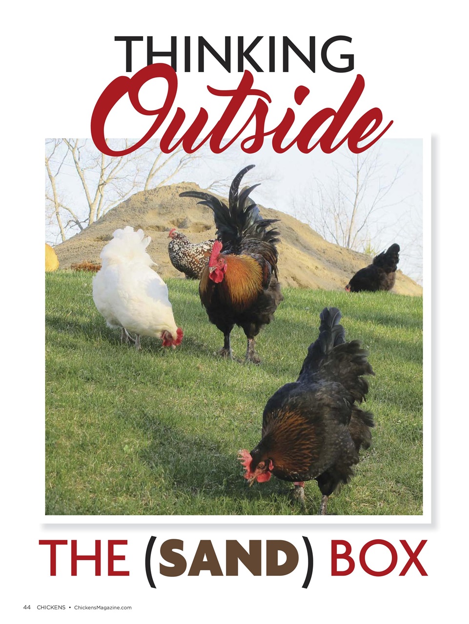 Chickens Magazine Preview Pages