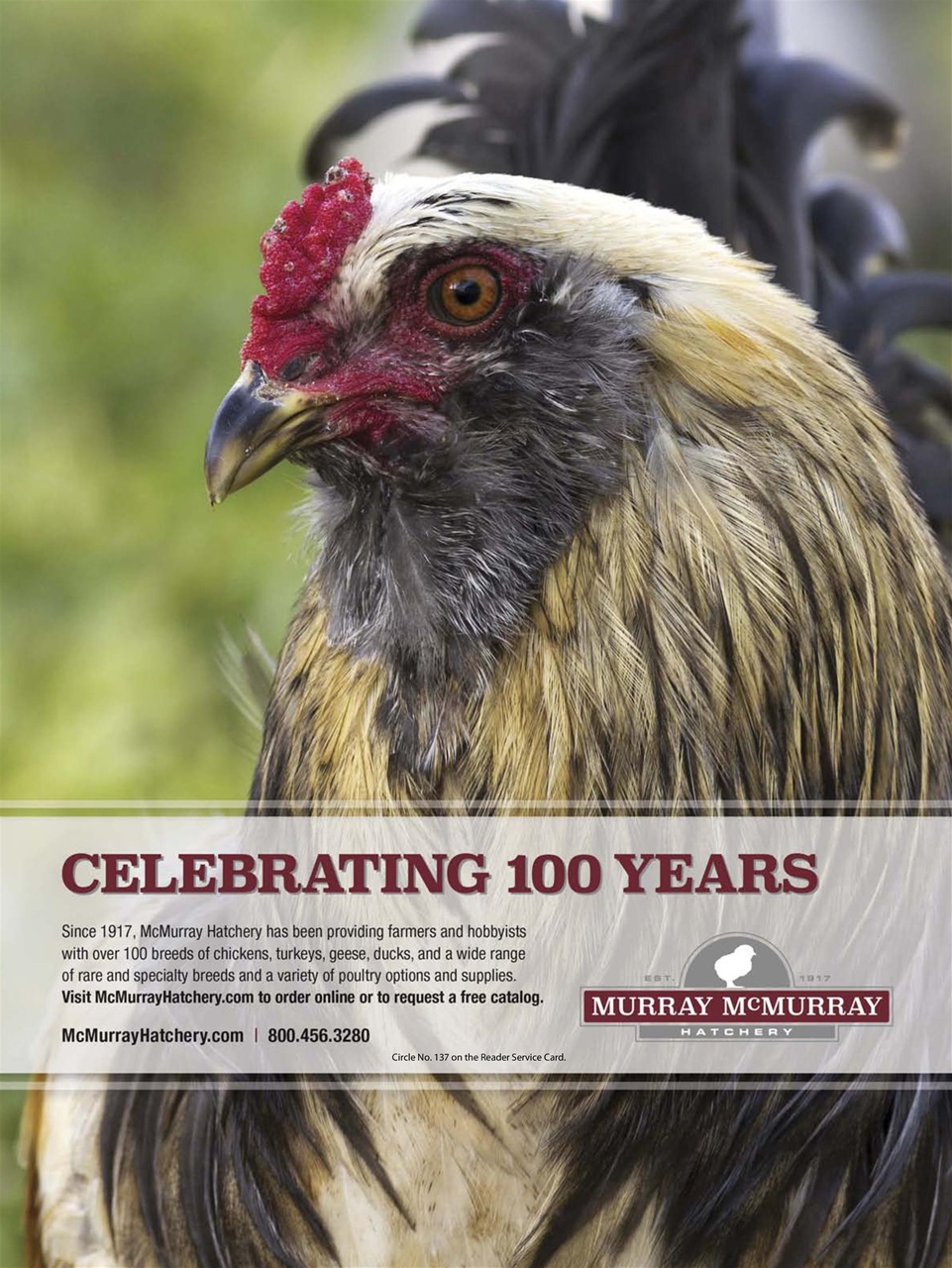 Chickens Magazine Preview Pages