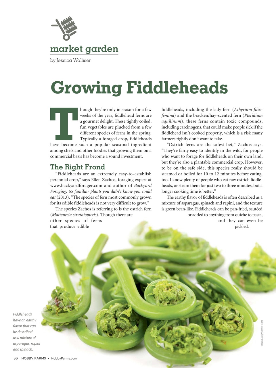Hobby Farms Magazine Preview Pages