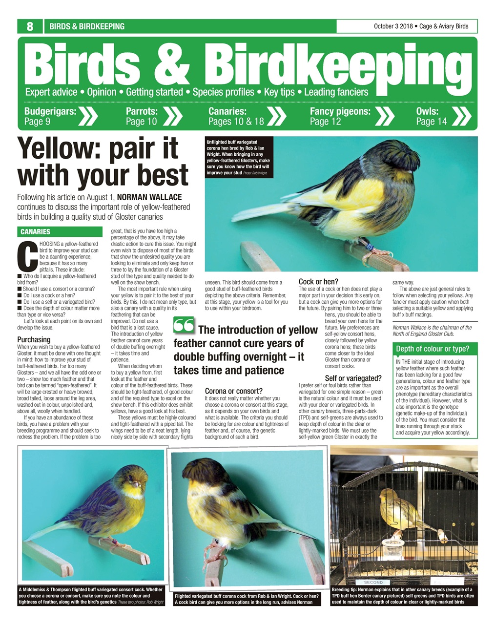 Cage & Aviary Birds Preview Pages