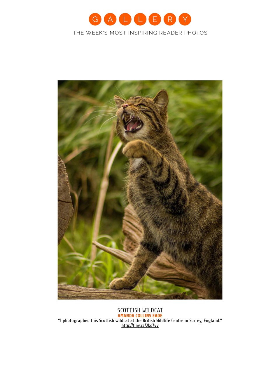 Photography Week Preview Pages