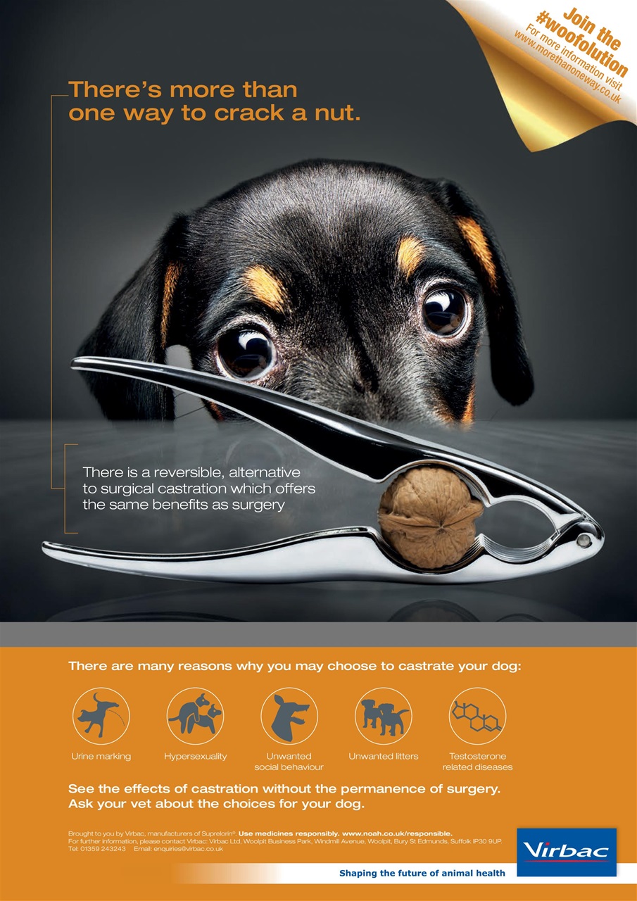 Your Dog Preview Pages