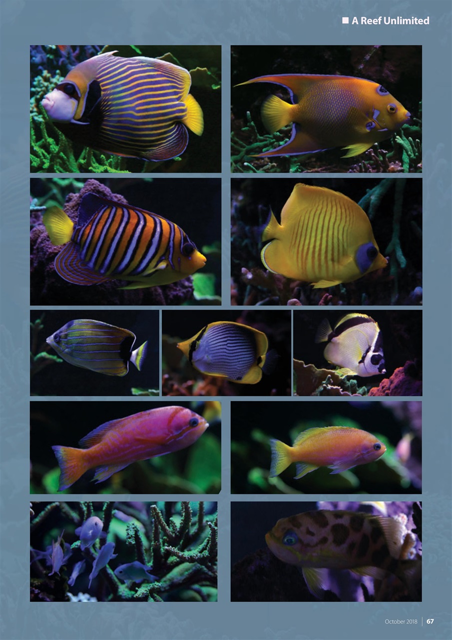 UltraMarine Magazine Preview Pages