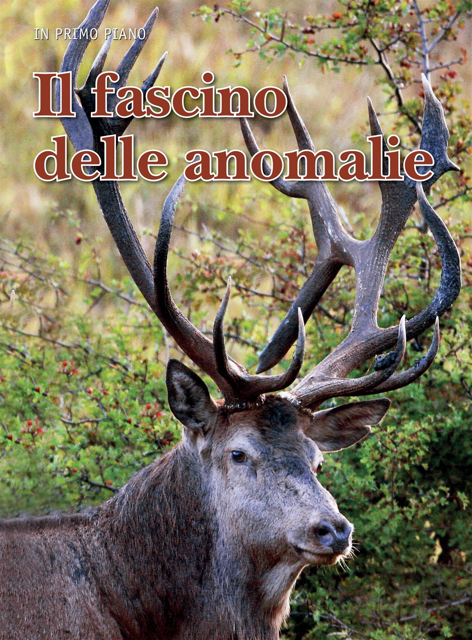 Caccia Magazine Preview Pages