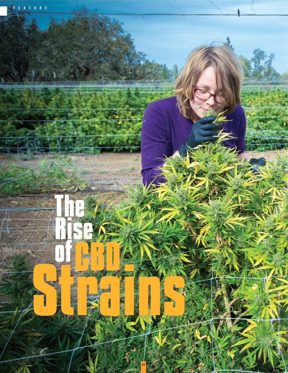 Cannabis Now Preview Pages