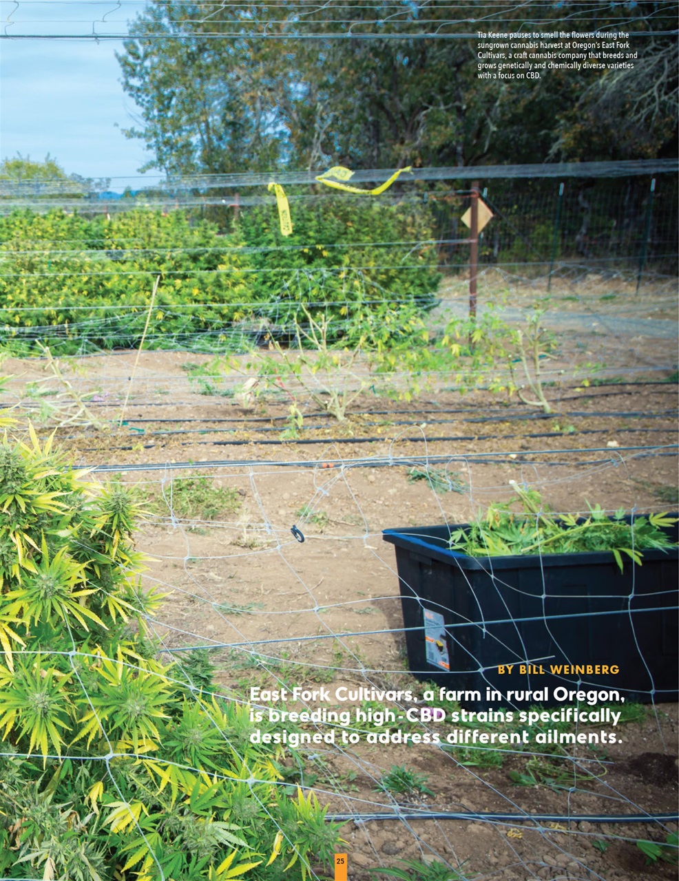 Cannabis Now Preview Pages