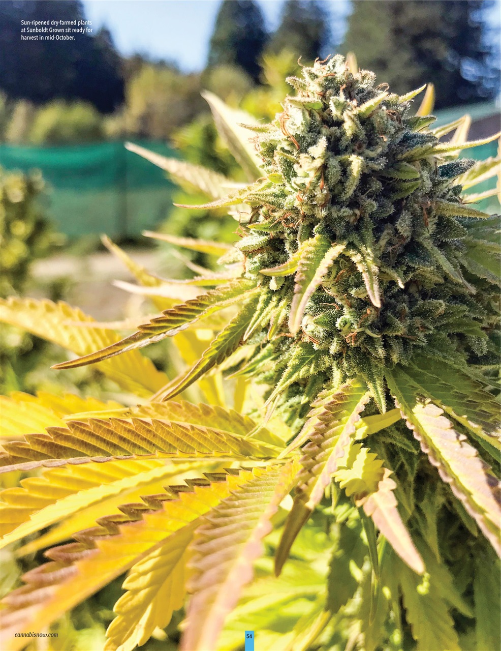 Cannabis Now Preview Pages