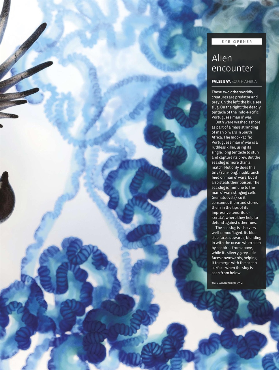 BBC Science Focus Magazine Preview Pages