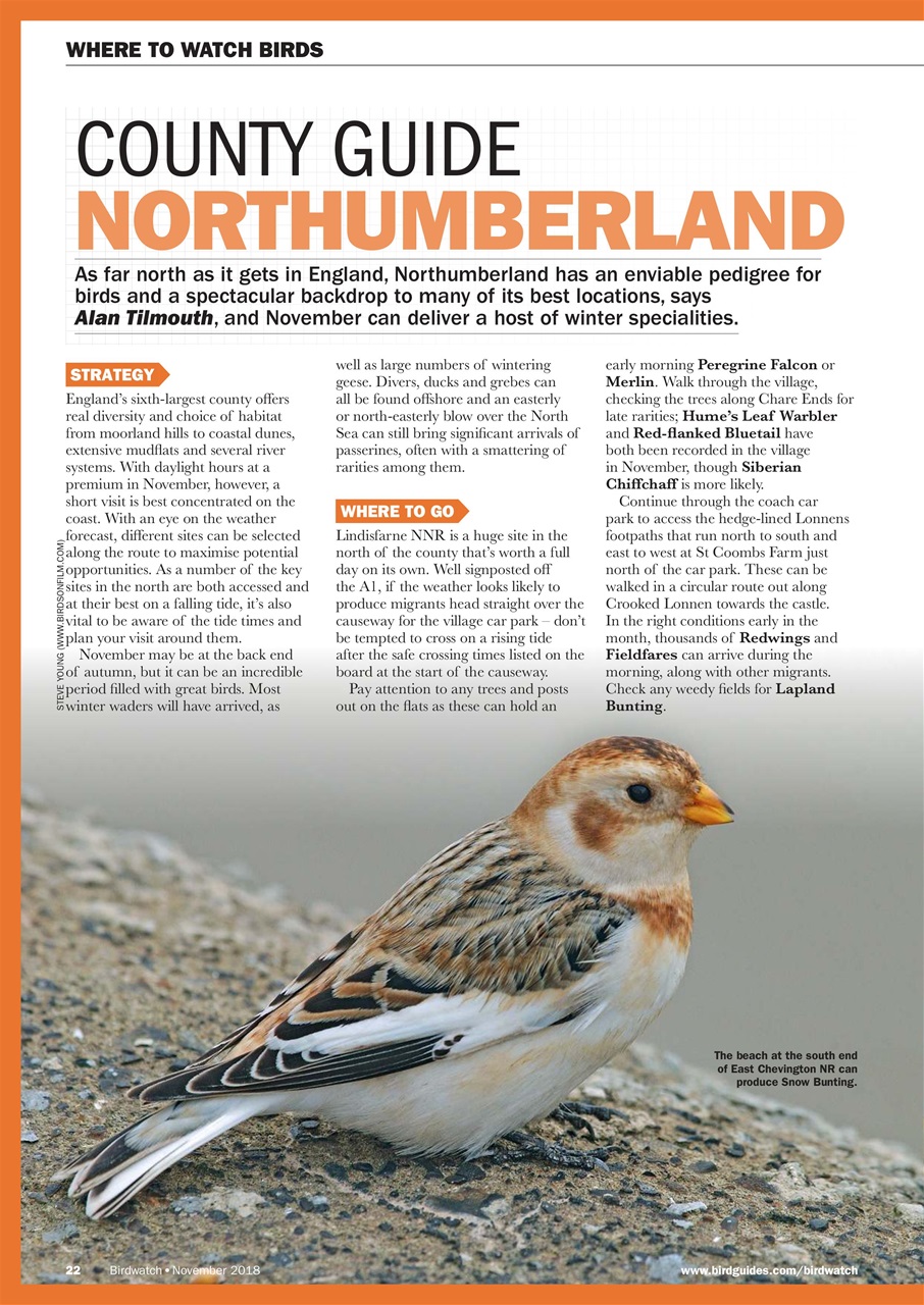 Birdwatch Magazine Preview Pages