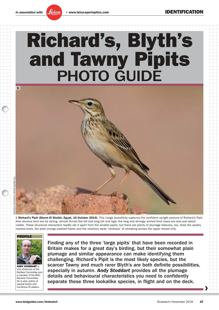 Birdwatch Magazine Preview Pages