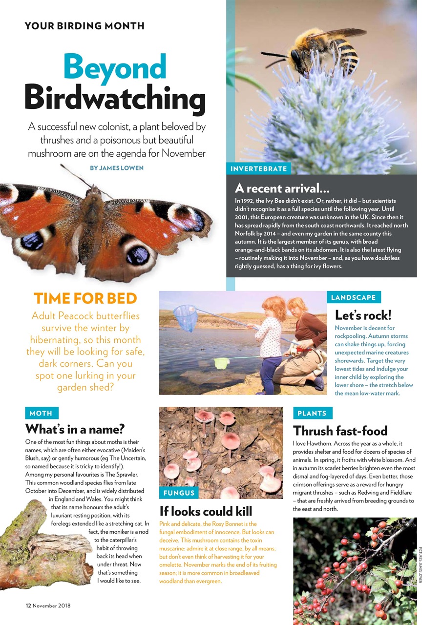 Bird Watching Preview Pages