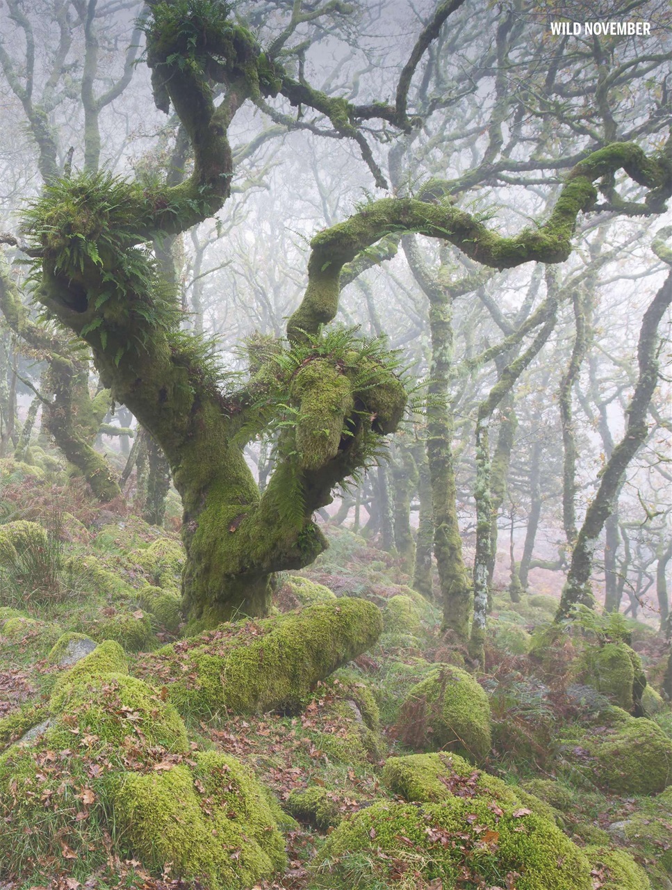 BBC Wildlife Magazine Preview Pages