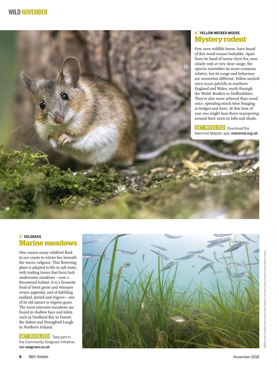BBC Wildlife Magazine Preview Pages