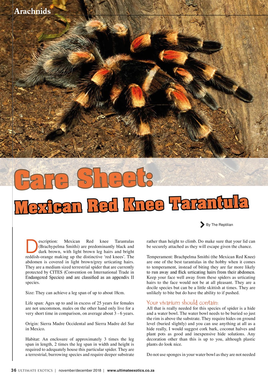 Ultimate Exotics Preview Pages