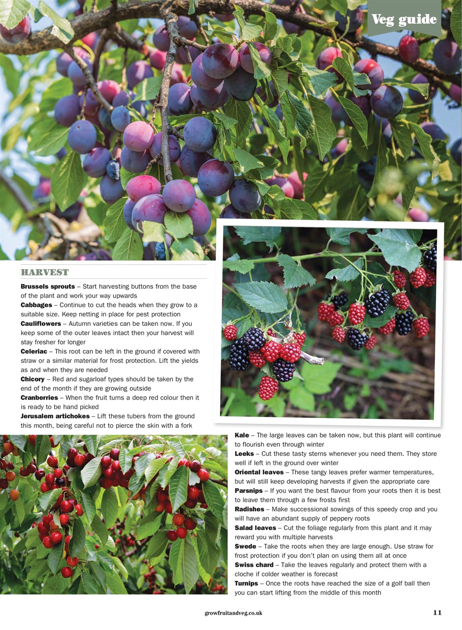 Grow Your Own Preview Pages