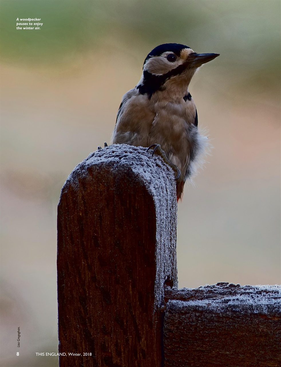 This England Preview Pages