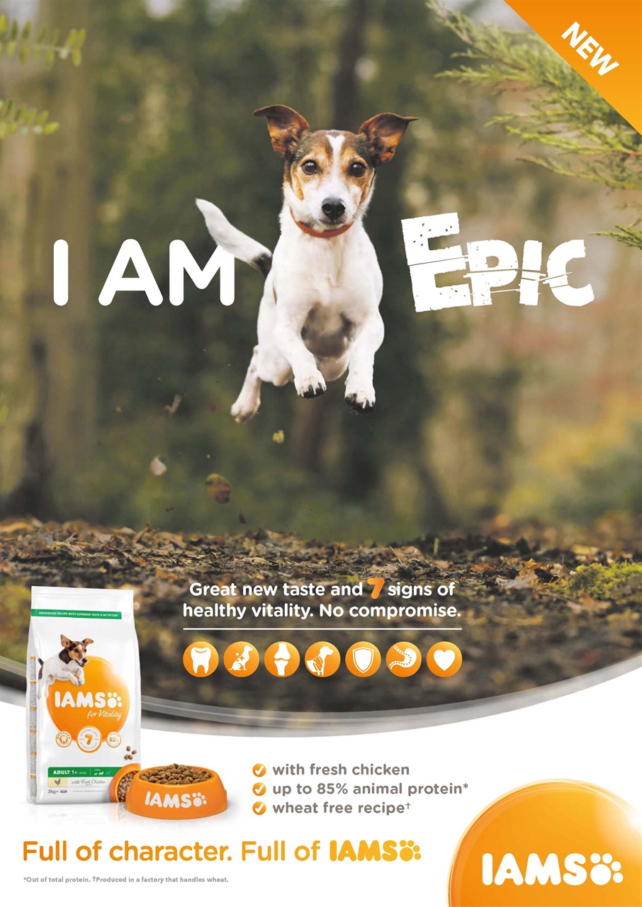 Dogs Today Magazine Preview Pages