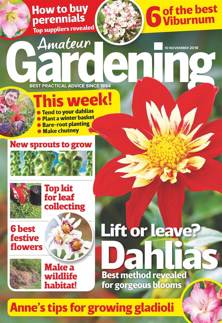 Amateur Gardening Preview Pages