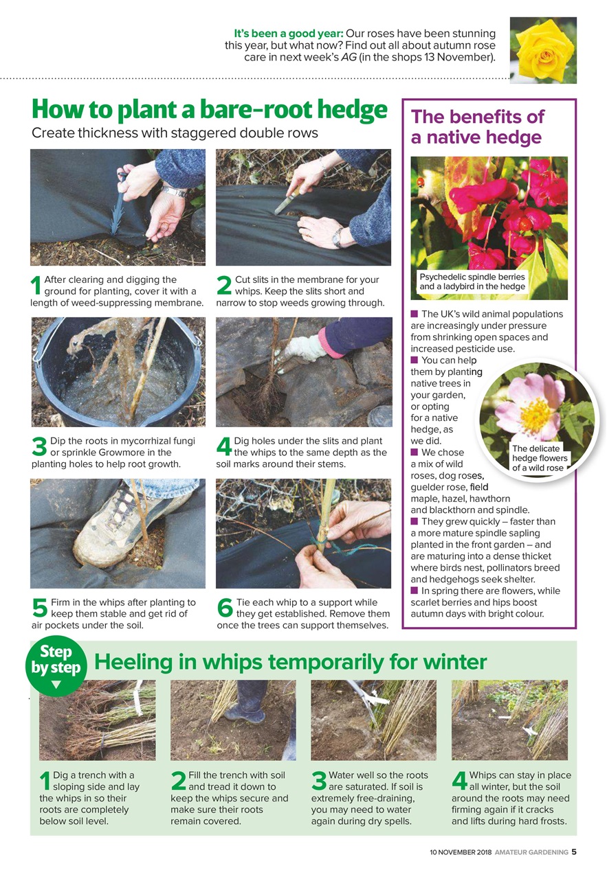 Amateur Gardening Preview Pages