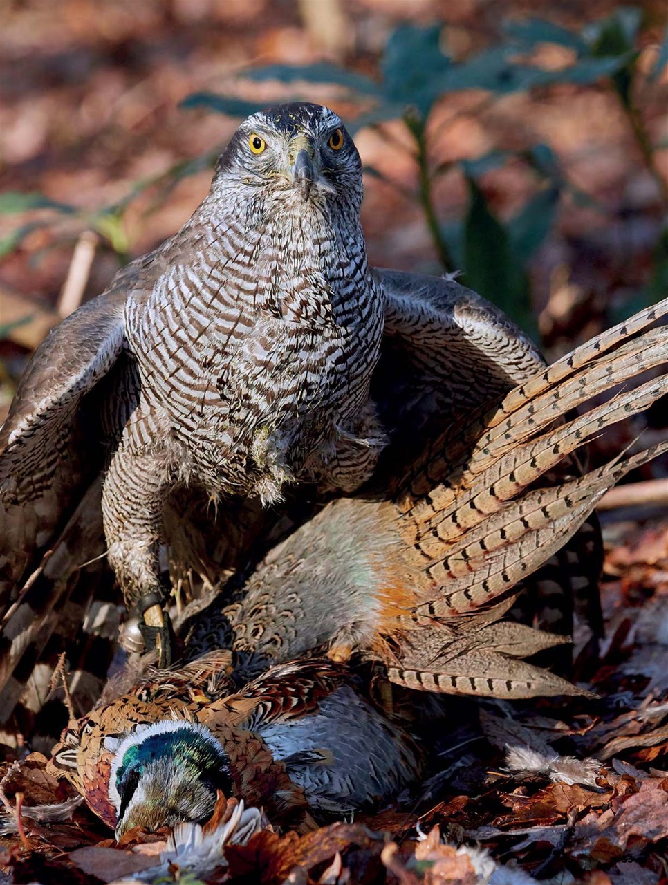 Chef & Restaurant Magazine Preview Pages