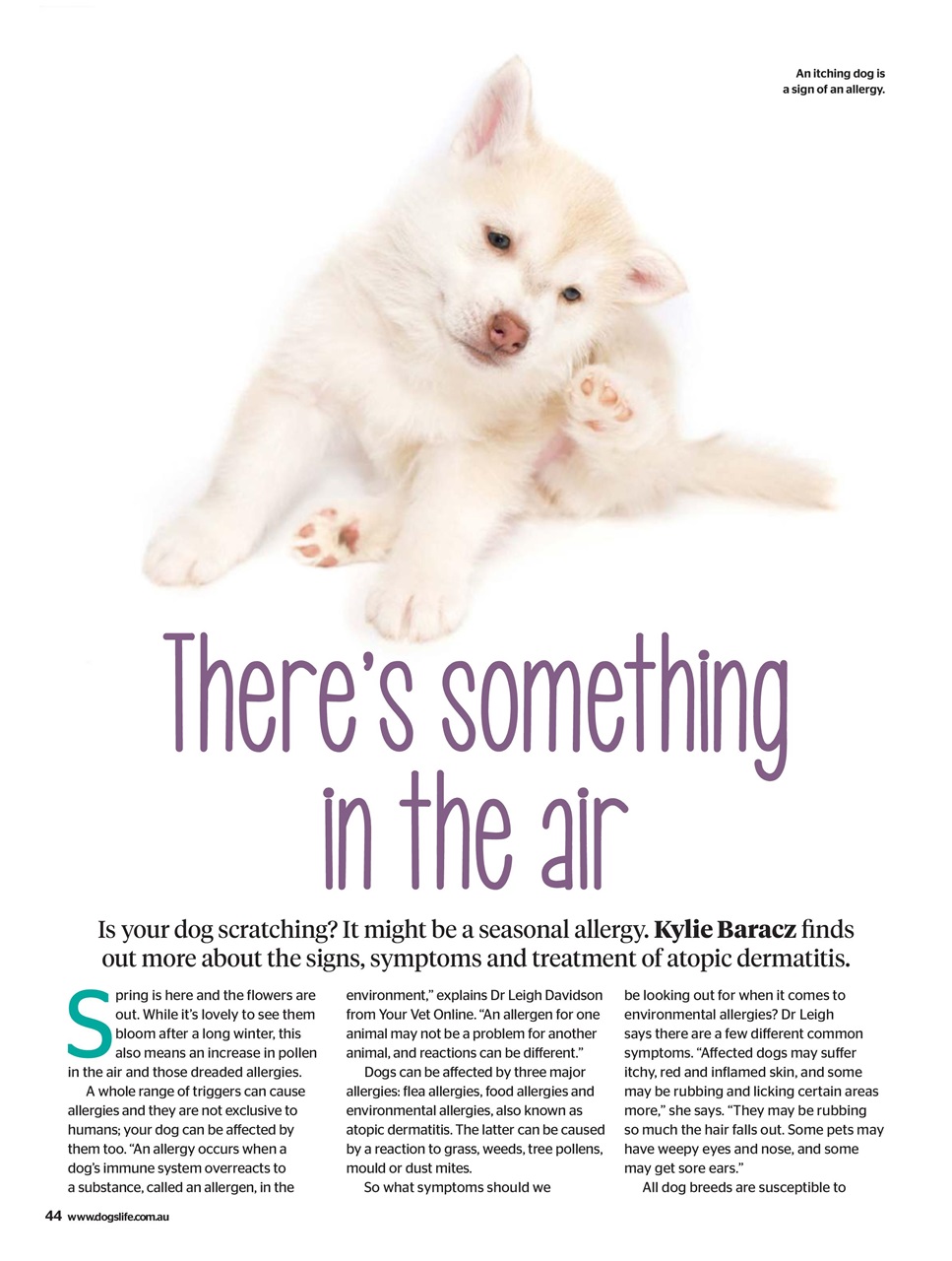 Dogs Life Preview Pages