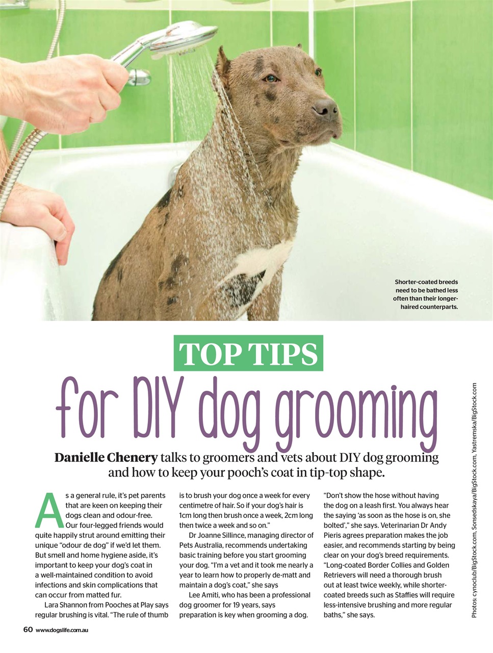 Dogs Life Preview Pages