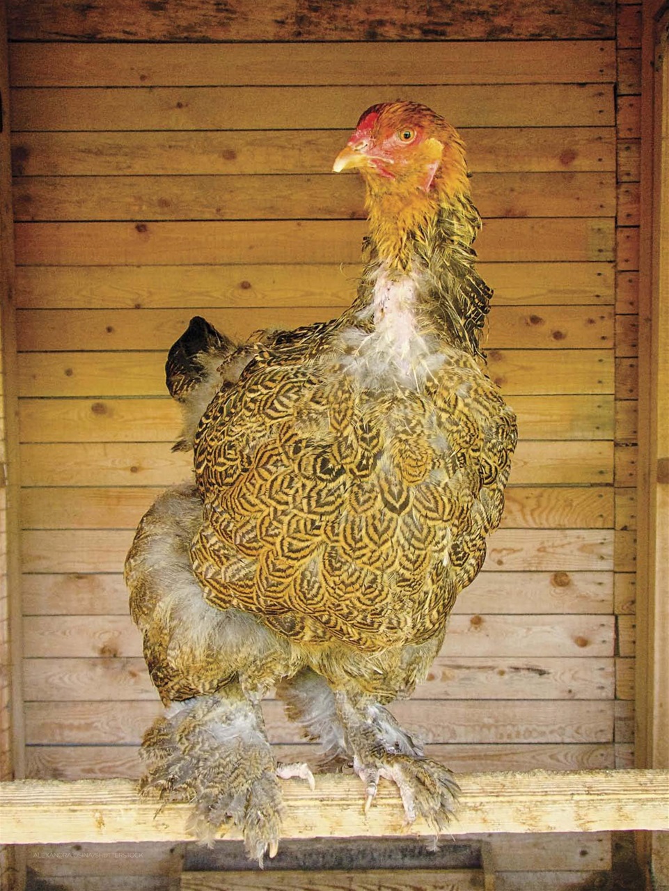 Chickens Magazine Preview Pages
