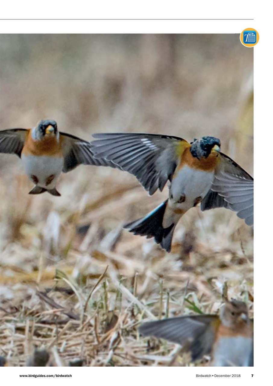 Birdwatch Magazine Preview Pages